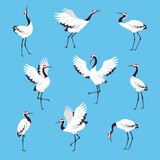 Red Crowned Crane as Long-legged and Long-necked Bird in Different Pose on Blue Background Vector Set