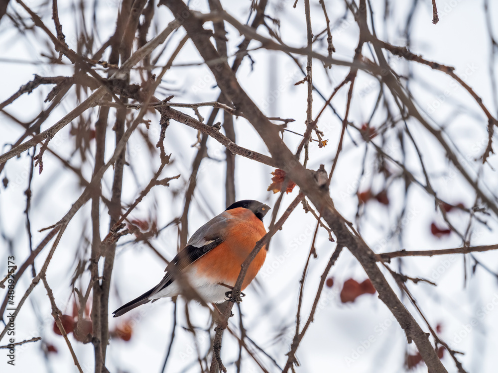 Bullfinch sits on a branch and eats small red apples. The Eurasian or common bullfinch, pyrrhula pyrrhula Bullfinch sits on a branch and eats small red apples. The Eurasian or common bullfinch, pyrrhula pyrrhula