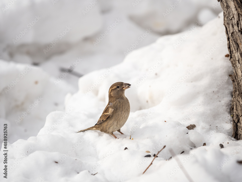 House Sparrow, Passer domesticus, standing in the snow. House Sparrow, Passer domesticus, standing in the snow.