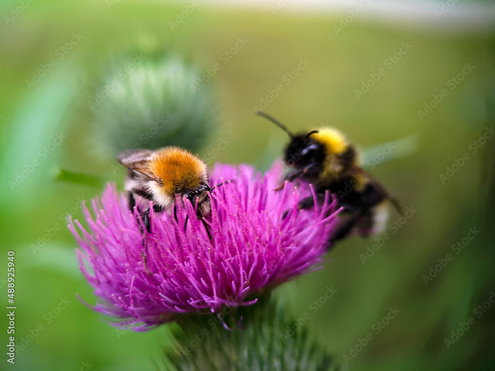 Bumblebee eating pollen on a thistle flower. Macro photo close up. Bumblebee eating pollen on a thistle flower. Macro photo close up.