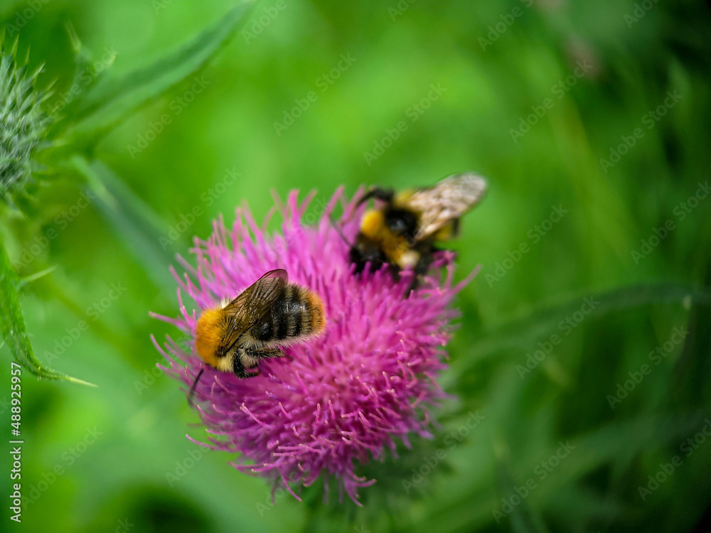 Bumblebee eating pollen on a thistle flower. Macro photo close up.