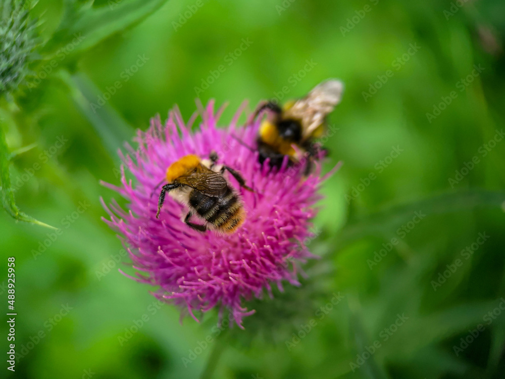 Bumblebee eating pollen on a thistle flower. Macro photo close up. Bumblebee eating pollen on a thistle flower. Macro photo close up.