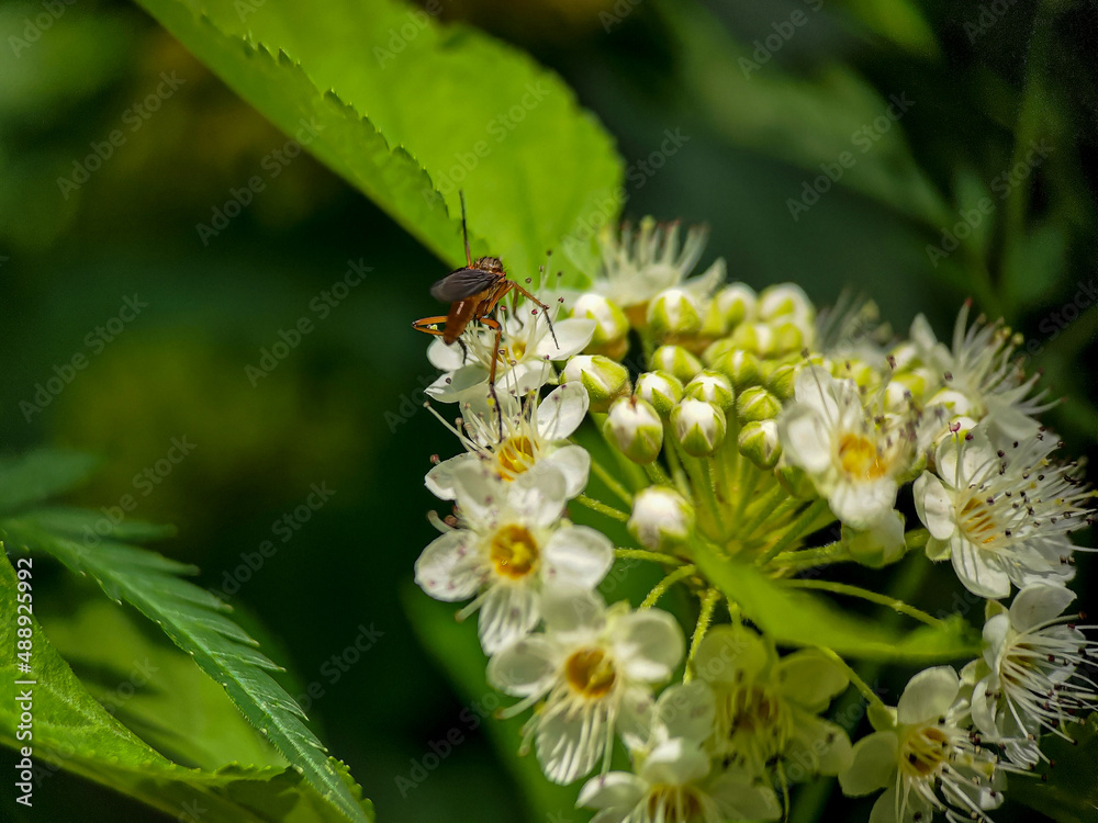 Male mosquito is eating nectar from Ninebark (Physocarpus) flowers Male mosquito is eating nectar from Ninebark (Physocarpus) flowers