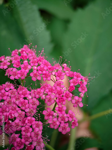 Close up photo of Spiraea japonica (Japanese meadowsweet) pink flowers