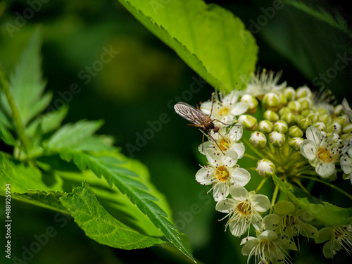 Male mosquito is eating nectar from Ninebark (Physocarpus) flowers