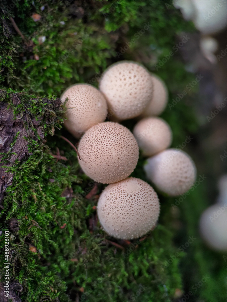 Mushroom Lycoperdon pyriforme growing on a tree Mushroom Lycoperdon pyriforme growing on a tree