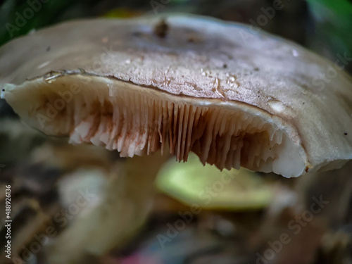 Close up of biten mushroom in the forest photo