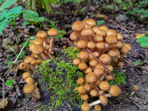 Fungi Pholiota squarrosa in the forest.