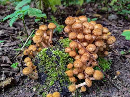Fungi Pholiota squarrosa in the forest.