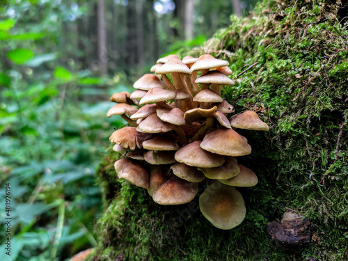 Sulphur tuft mushroom on an old tree covered with moss