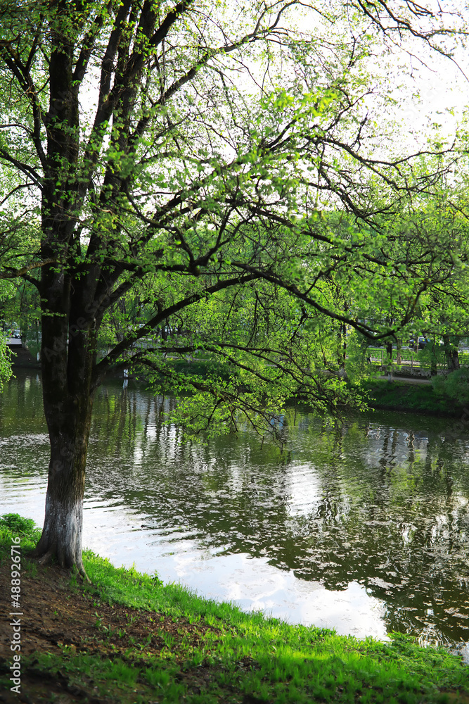 Spring nature background. Greenery of trees and grasses on a sunny spring morning. Forest landscape. Spring nature background. Greenery of trees and grasses on a sunny spring morning. Forest landscape.