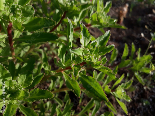 A close-up of a Euphorbia milii.