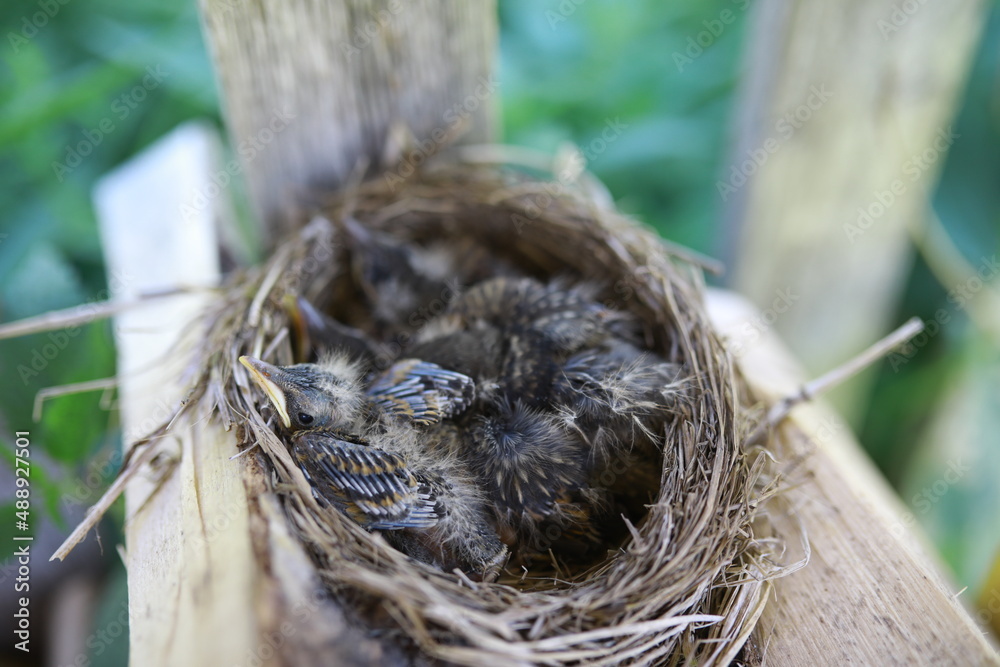 Bird nest with chicks in the wild. Starling eggs and chicks.