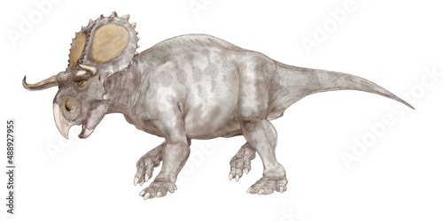 ナーストケラトプス「大きな鼻と角のある顔」　白亜紀後期の米国ユタ州の地層から発見された恐竜。2013年にセントロサウルス亜科として記載された、比較的原始的な草食性の角竜であり、特徴的な上眼窩の角は野牛を思わせるようなに横方向に強く湾曲しながら前方に伸びる形である。全長は4.5メートルほどの中型種であり、体重は1.5トン程度と推定された。
