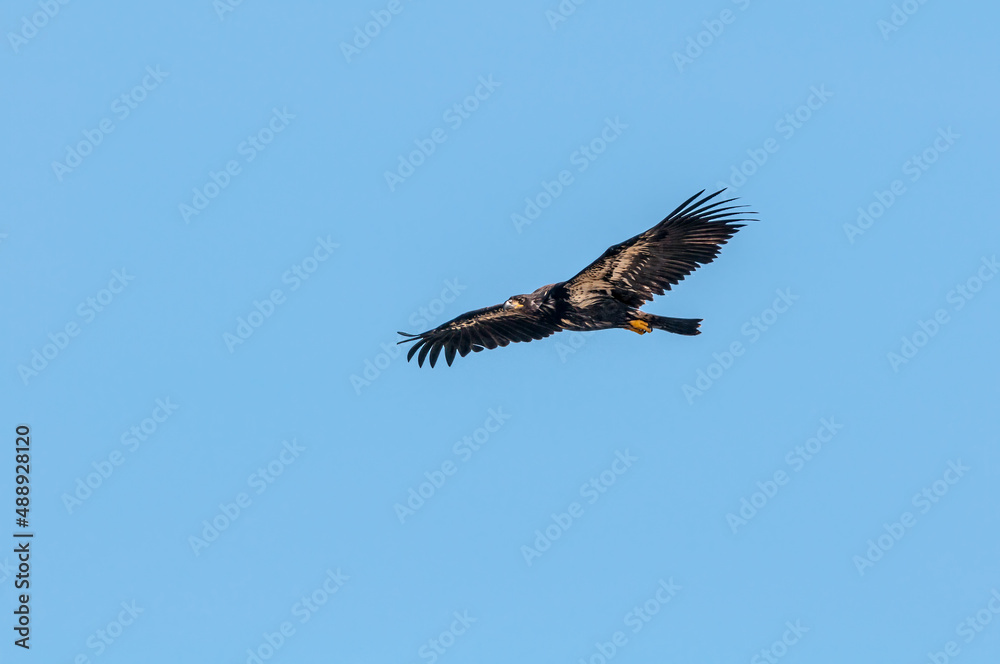 Immature Bald Eagle (Haliaeetus leucocephalus) at Chowiet Island, Semidi Islands, Alaska, USA Immature Bald Eagle (Haliaeetus leucocephalus) at Chowiet Island, Semidi Islands, Alaska, USA