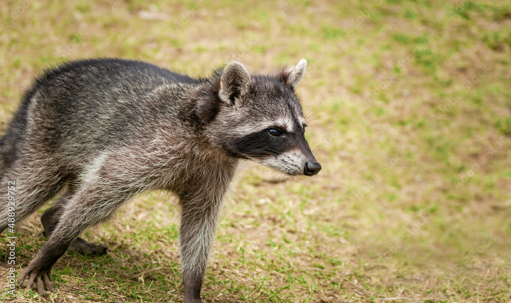 Close up of a raccoon in a tree, Portrait of a cute raccoon in its habitat, A young wild Procyon in its habitat Close up of a raccoon in a tree, Portrait of a cute raccoon in its habitat, A young wild Procyon in its habitat