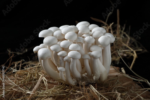 White crab mushroom