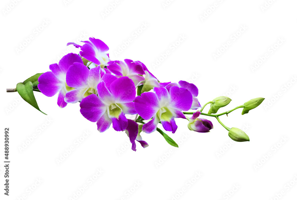 lilac branch isolated on white lilac branch isolated on white