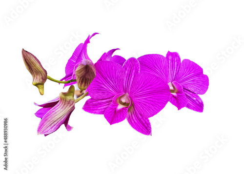 Fototapeta Naklejka Na Ścianę i Meble -  purple orchid isolated on white background