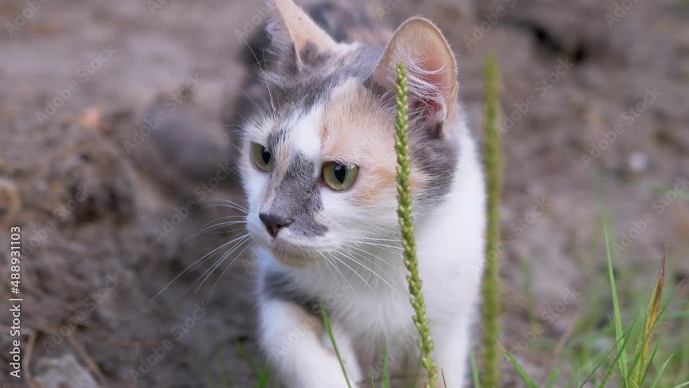 Homeless Tricolor Cat Eating Juicy Green Medicinal Herb Outdoors. Hungry cat walking in the fresh air, bites, chews grass. Treatment, vitamins. Cleansing the stomach from wool. Sunny day. Wildlife.
