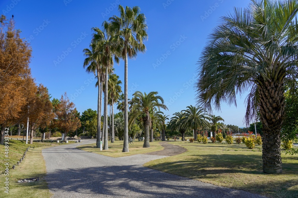 青空バックに見るヤシの木のある公園の情景@淡路島、兵庫 青空バックに見るヤシの木のある公園の情景@淡路島、兵庫