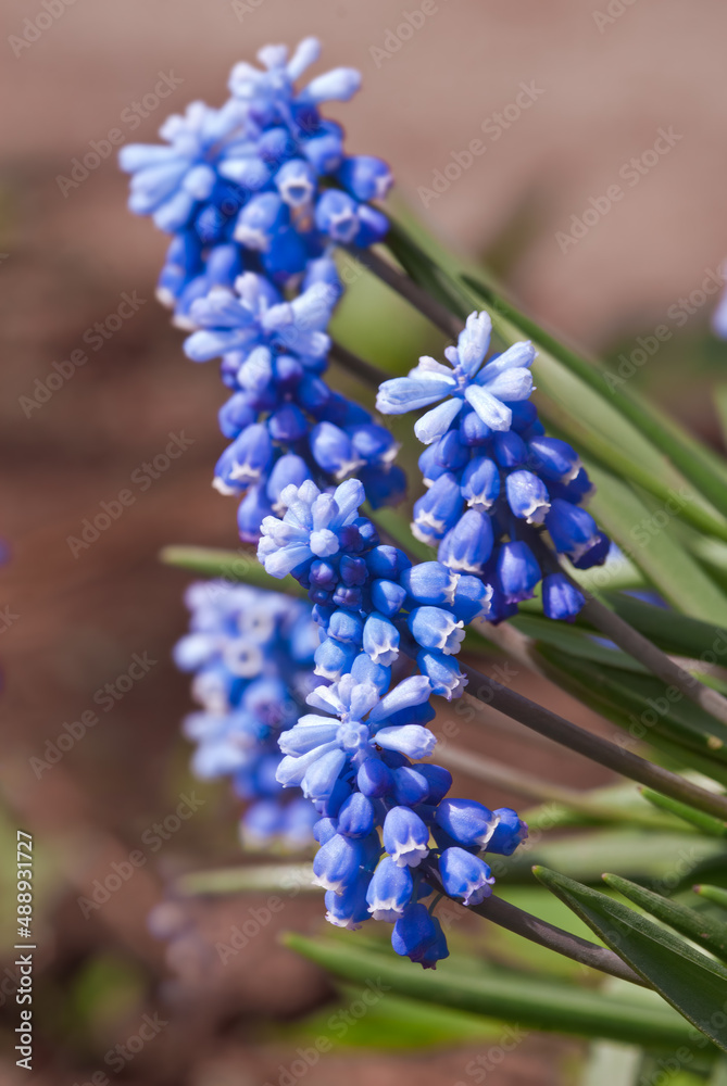 Armenian Grape Hyacinth (Muscari armeniacum) in garden, Central Russia Armenian Grape Hyacinth (Muscari armeniacum) in garden, Central Russia