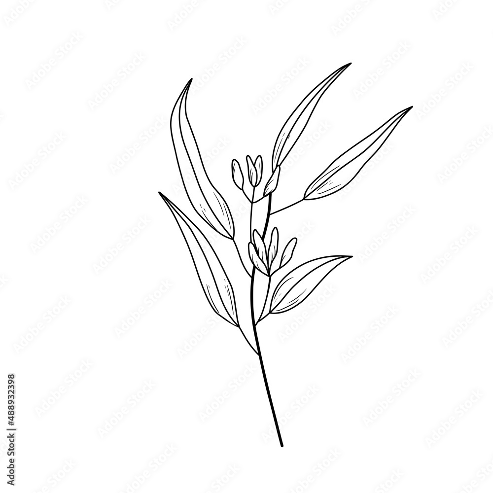 Eucaliptus branch line art drawing. Vector illustration with eucalyptus leaves isolated on white background. Botanical plant