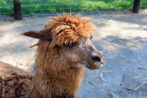brown llama in the zoo in Budapest, Hungary