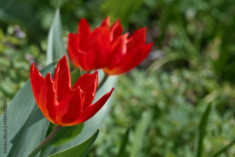 Tulipa praestans 'Fusilier' in garden Tulipa praestans 'Fusilier' in garden