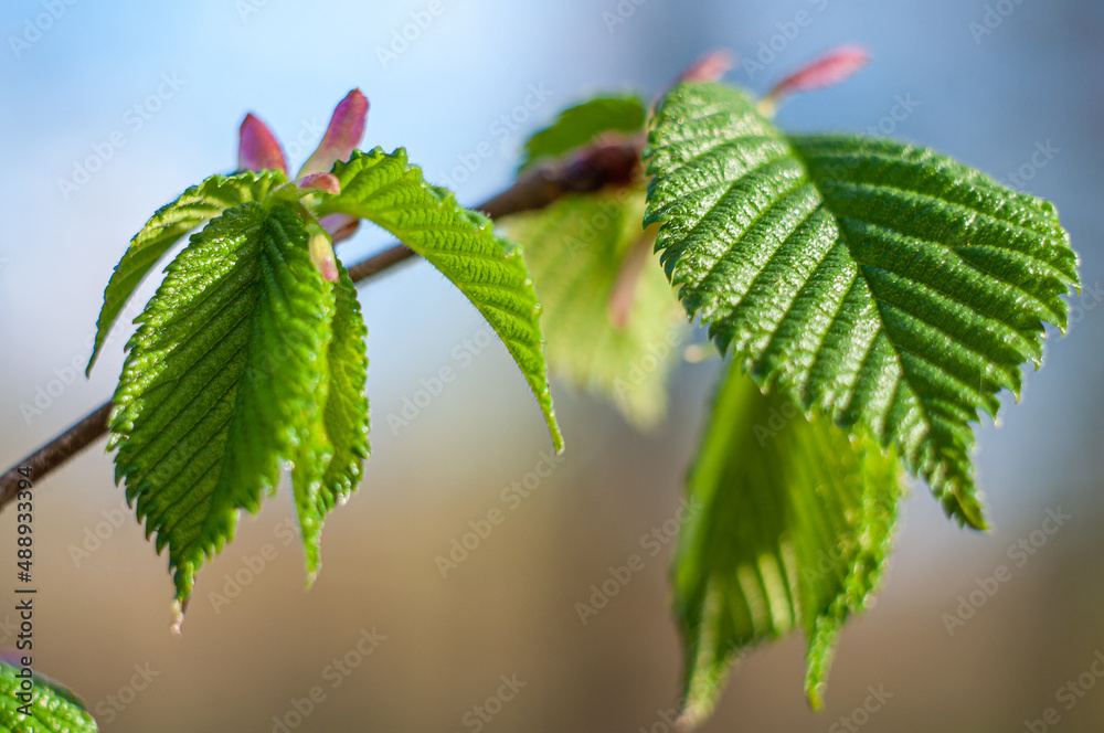 Spring young tree leaves close-up on a blue background. Botanical theme with beautiful bokeh and selective focus. Spring young tree leaves close-up on a blue background. Botanical theme with beautiful bokeh and selective focus.