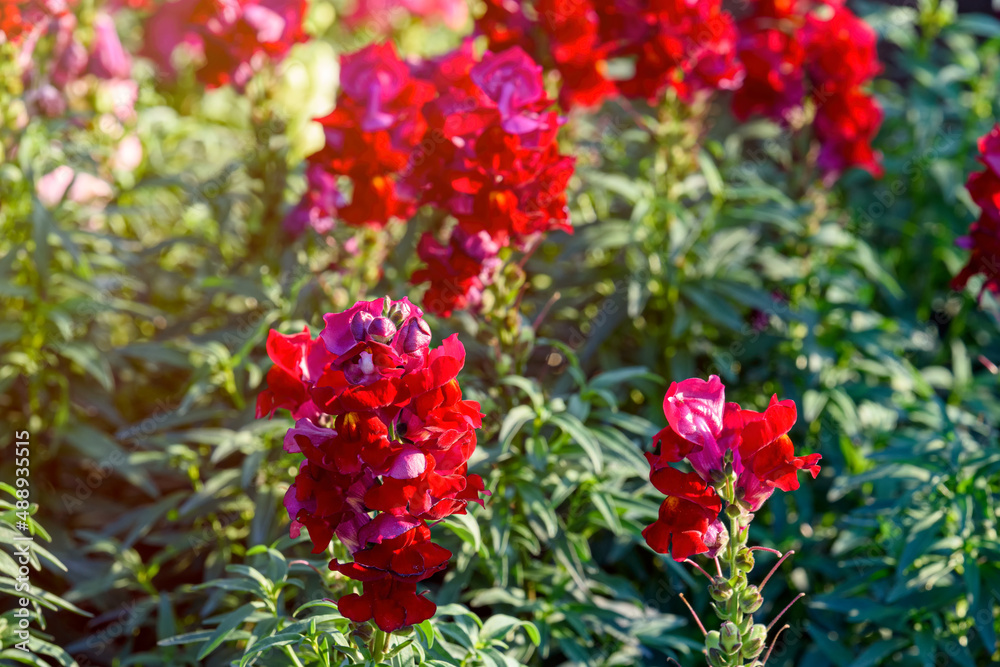 Antirrhinum majus dragon flower also known as Snap Dragons and Tagetes patula is blooming in the garden.