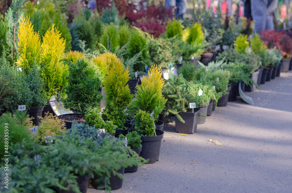 A variety of evergreen shrubs and trees at the farmer's market.