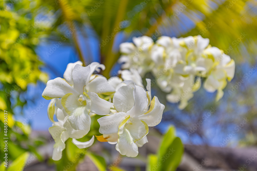 Tropical flower garden with white orchids on blurred green nature and blue sky. Exotic blooming floral garden or park in the Maldives, closeup flowers, summer petals. Romantic and love flowers