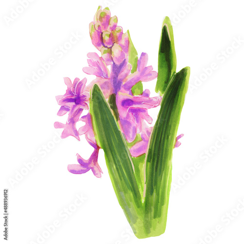 Botanical illustration pink flowering hyacinth. Watercolor flower.