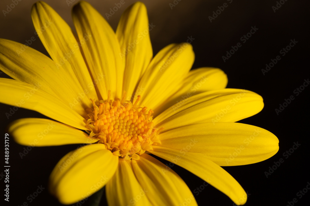 Close-up background photo of yellow Euryops pectinatus flower on black background. Reproductive organs of Euryops pectinatus flower in selective focus. Yellow flower wallpaper. Close-up background photo of yellow Euryops pectinatus flower on black background. Reproductive organs of Euryops pectinatus flower in selective focus. Yellow flower wallpaper.
