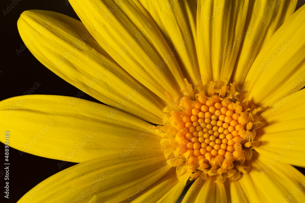 Macro background photo of yellow Euryops pectinatus flower on black background. Reproductive organs of daisy flower in selective focus. Yellow daisy flower wallpaper. Macro background photo of yellow Euryops pectinatus flower on black background. Reproductive organs of daisy flower in selective focus. Yellow daisy flower wallpaper.