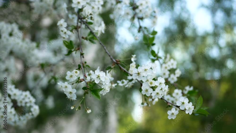 Blooming cherry in the spring garden. Beautiful little flowers on the branches of a cherry tree. Blooming cherry in the spring garden. Beautiful little flowers on the branches of a cherry tree.
