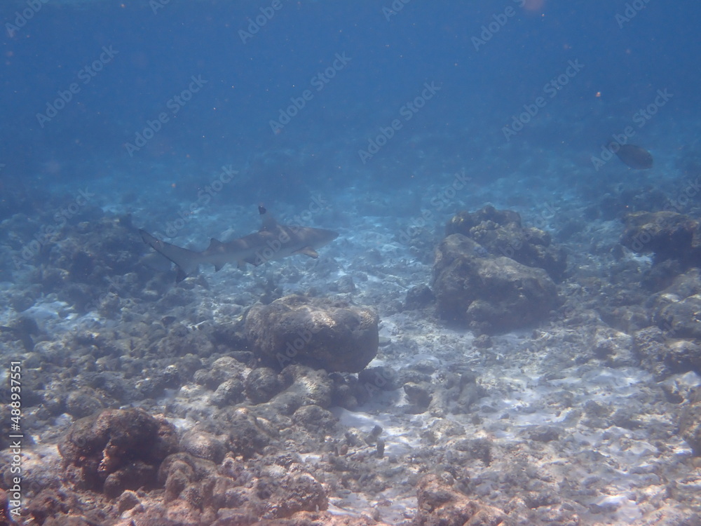 モルディブ　ヒマフシ島の鮫