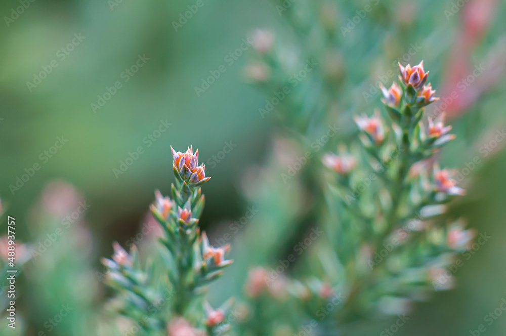 Young spring buds of juniper with selective focus. Defocus vegetal background, green color Young spring buds of juniper with selective focus. Defocus vegetal background, green color