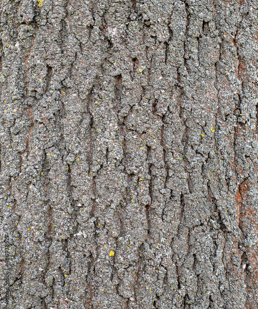 Fototapeta premium texture background design tree trunk bark