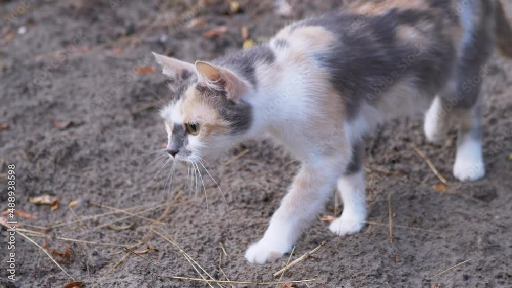 A Homeless Hungry Tricolor Cat Hunts in Woods During the Day. Cat slowly sneaks along the wet sand to attack, to catch prey. The tense look of a pet with green wide-open eyes. Survival in wild nature. A Homeless Hungry Tricolor Cat Hunts in Woods During the Day. Cat slowly sneaks along the wet sand to attack, to catch prey. The tense look of a pet with green wide-open eyes. Survival in wild nature.