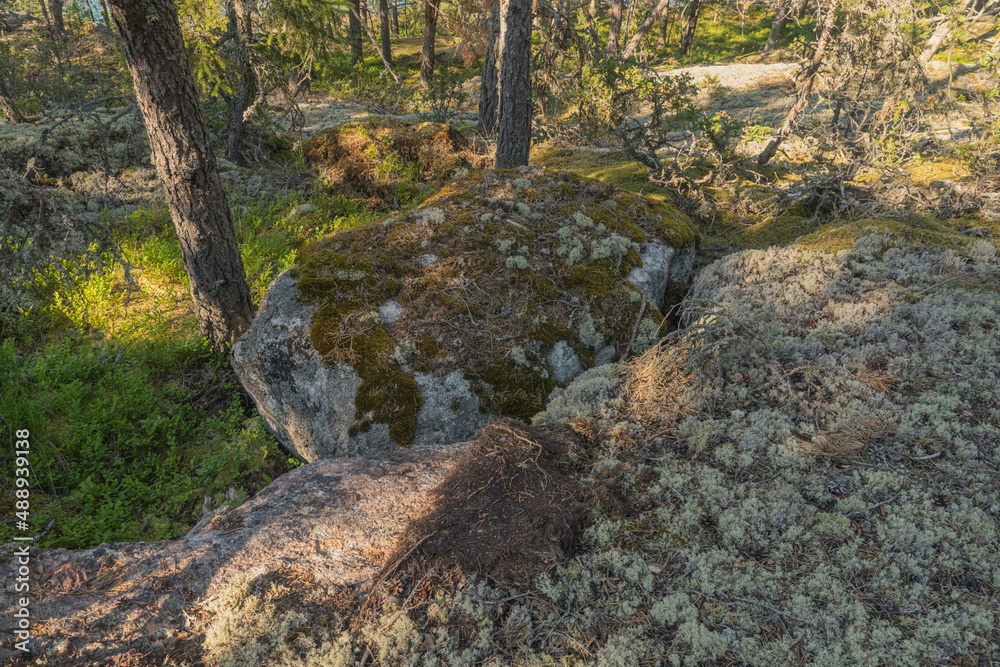 Forest path between rocks. Close-up. high quality photo. Finnish nature Forest path between rocks. Close-up. high quality photo. Finnish nature