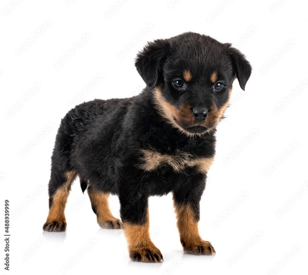 puppy rottweiler in studio