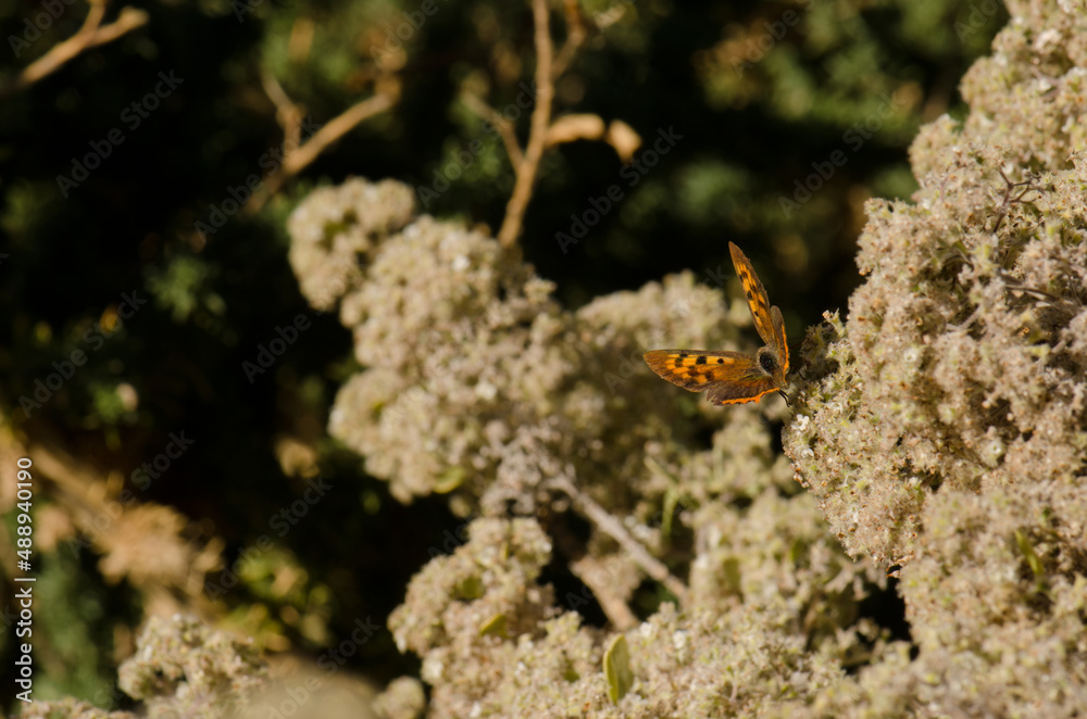 Butterfly small copper Lycaena phlaeas. Garafia. La Palma. Canary Islands. Spain. Butterfly small copper Lycaena phlaeas. Garafia. La Palma. Canary Islands. Spain.