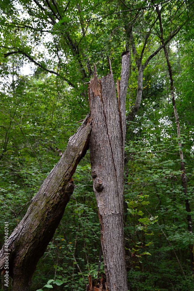 Obraz premium Sumpf Landschaft im Congaree National Park, South Carolina