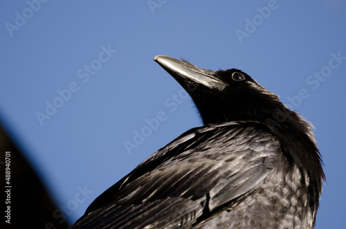 Canary Islands raven Corvus corax canariensis. Garafia. La Palma. Canary Islands. Spain. photo