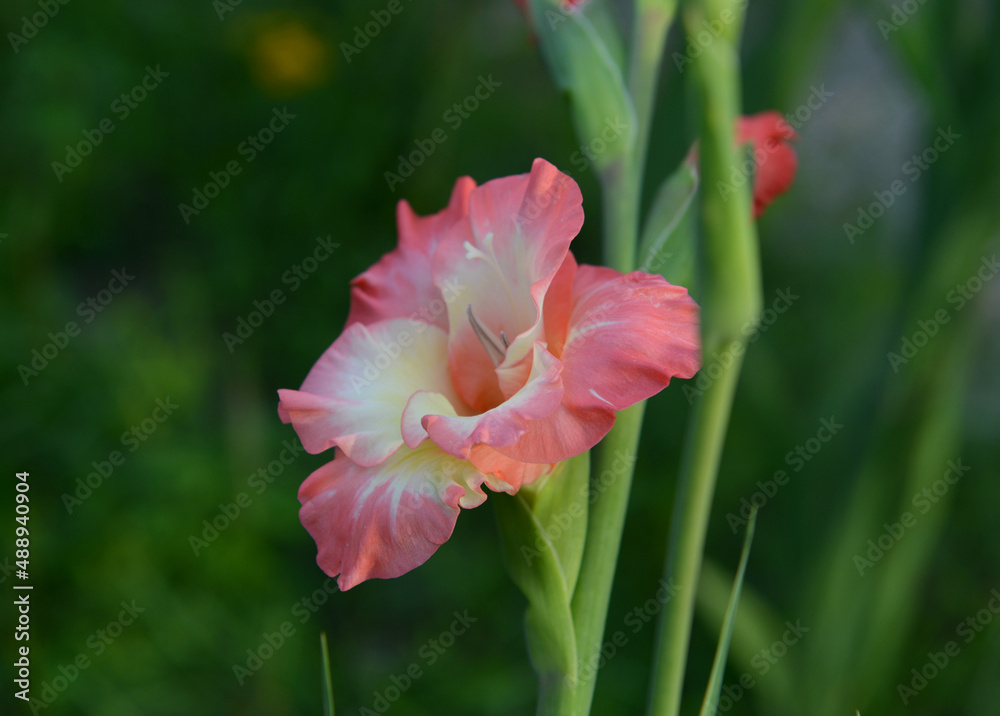 Summer still life with beautiful gladiolus flowers outside in the garden. Vintage botanical background with plants, home hobby still life with gardening objects and nature. Summer still life with beautiful gladiolus flowers outside in the garden. Vintage botanical background with plants, home hobby still life with gardening objects and nature.