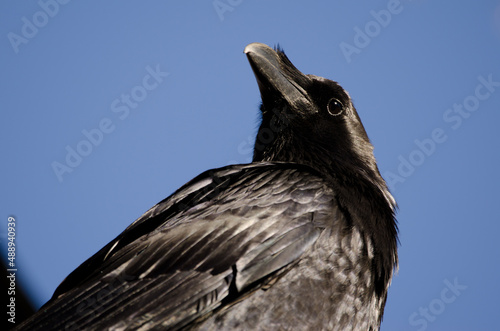 Canary Islands raven Corvus corax canariensis. Garafia. La Palma. Canary Islands. Spain. photo