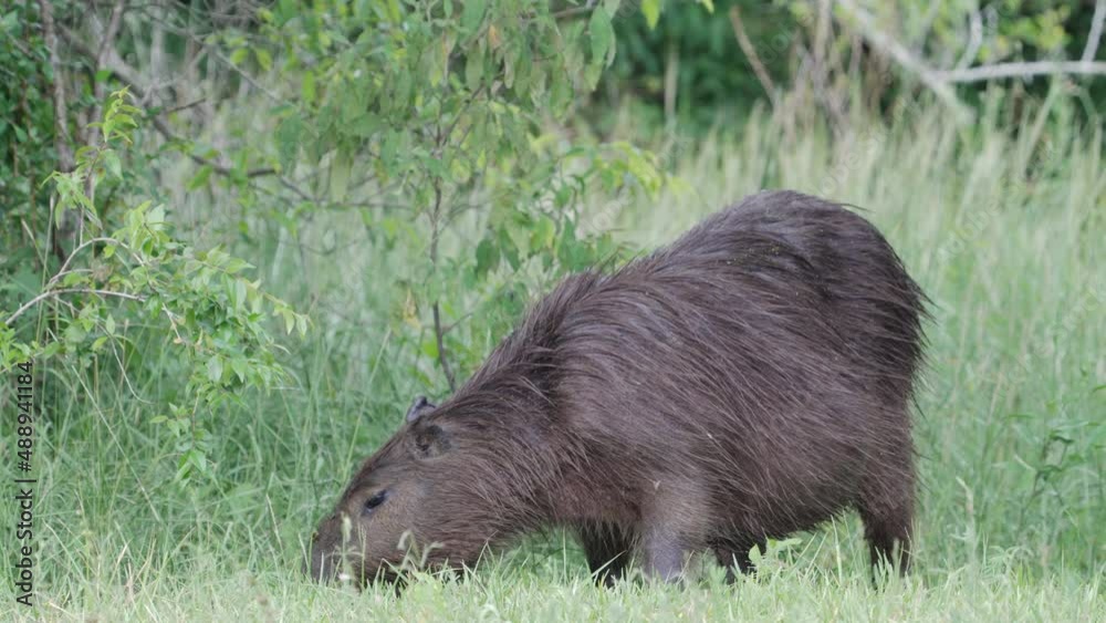 Horseflies flying around a chubby pregnant capybara, hydrochoerus hydrochaeris while she forages on the ground, grazing for fresh green grass, wildlife close up shot at pantanal brazil. Horseflies flying around a chubby pregnant capybara, hydrochoerus hydrochaeris while she forages on the ground, grazing for fresh green grass, wildlife close up shot at pantanal brazil.