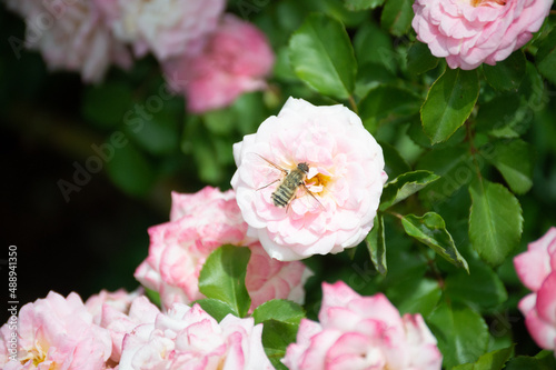 Bee On Pink Flower